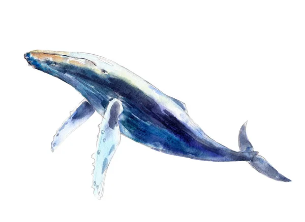 Watercolor whale, hand-drawn illustration isolated on white background. — Stock Photo, Image