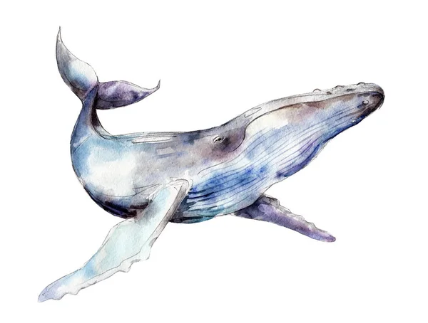 Ακουαρέλα φάλαινα, εικονογράφηση χέρι-που απομονώνονται σε λευκό φόντο. — Φωτογραφία Αρχείου