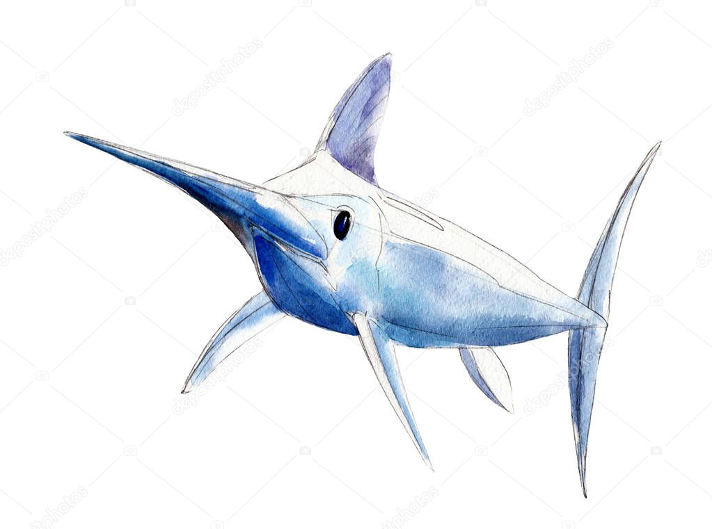 Watercolor swordfish, blue marlin, hand-drawn illustration isolated on white background.