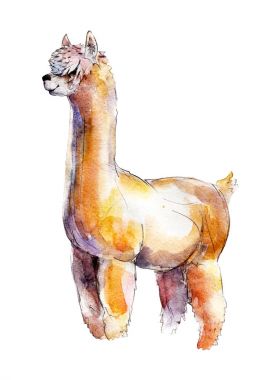 Alpaka, suluboya illüstrasyon izole beyaz arka plan üzerinde.