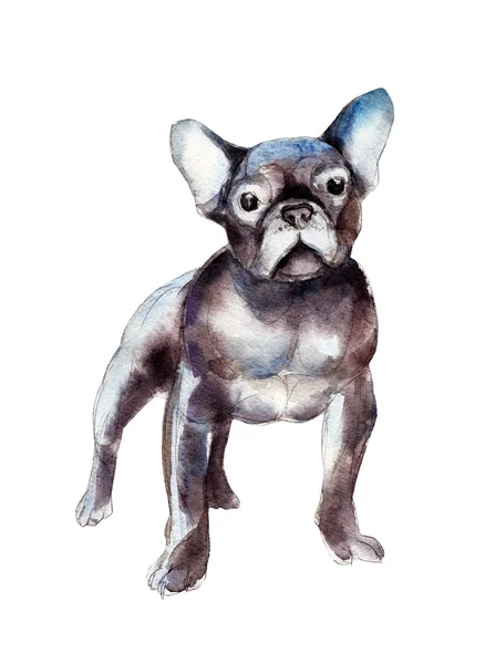 Dekorative Bulldogge isoliert auf weißem Hintergrund, Aquarell-Illustration. — Stockfoto