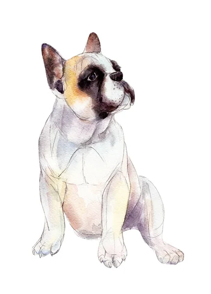 Bouledogue français isolé sur fond blanc, illustration aquarelle . — Photo