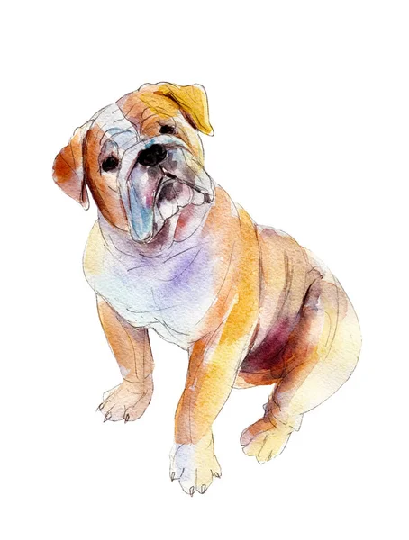 Bulldog anglais isolé sur fond blanc, illustration aquarelle . — Photo