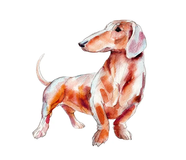 Κόκκινο dachshund που απομονώνονται σε λευκό φόντο, Ακουαρέλα εικονογράφηση. — Φωτογραφία Αρχείου