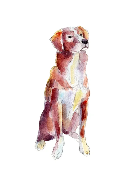 Pies myśliwski na białym tle na białym tle, akwarela, ilustracja. — Zdjęcie stockowe