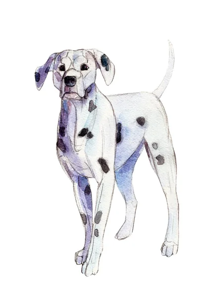 Le dalmatien isolé sur fond blanc, illustration aquarelle . — Photo