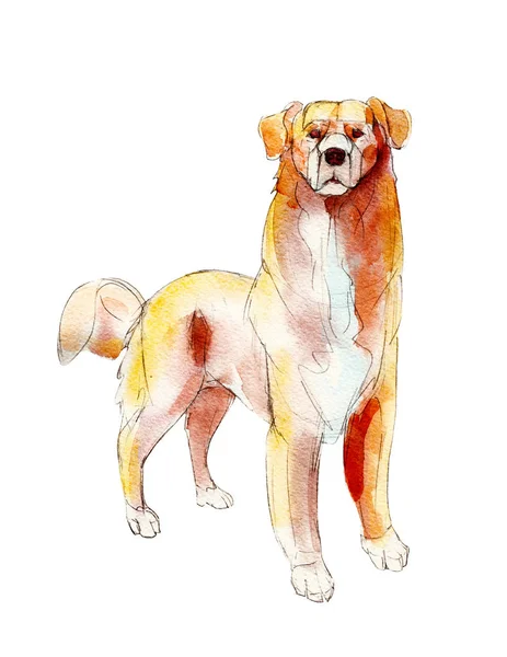 Golden retriever isolated on white background, watercolor illustration. — Stock Photo, Image