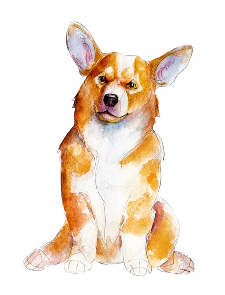 Walijski corgi izolowana na białym tle, akwarela, ilustracja. — Zdjęcie stockowe