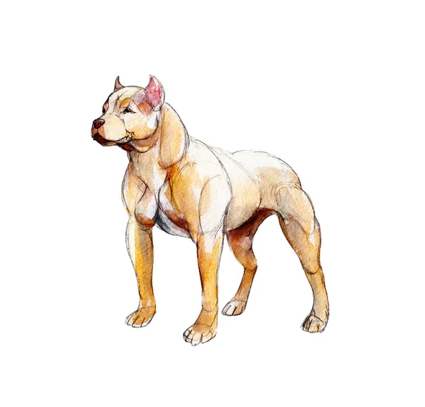 Red pit bull isolated on white background, watercolor illustration. — Stock Photo, Image