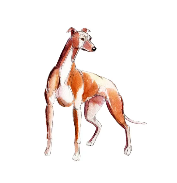 Cão cinzento vermelho isolado no fundo branco, ilustração aquarela . — Fotografia de Stock