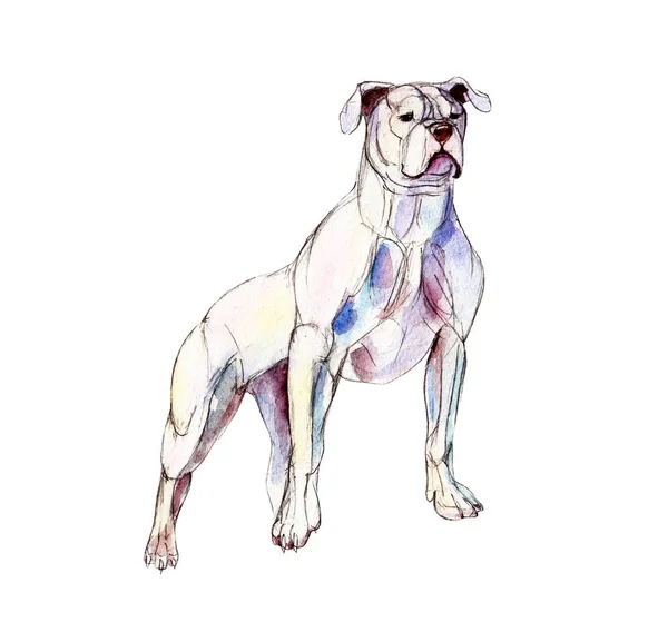 Weißer Pitbull isoliert auf weißem Hintergrund, Aquarell-Illustration. — Stockfoto