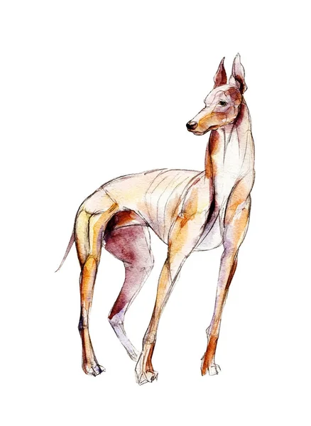 Der Windhund isoliert auf weißem Hintergrund, Aquarell-Illustration. — Stockfoto