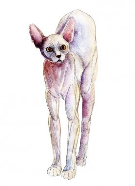 Sphynx kedi uzanır, suluboya illüstrasyon izole beyaz arka plan üzerinde.