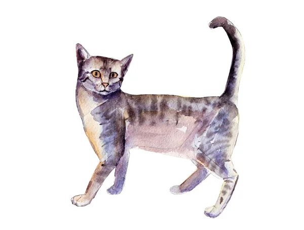 Szary kot rozłożony, akwarela ilustracja na białym tle. — Zdjęcie stockowe