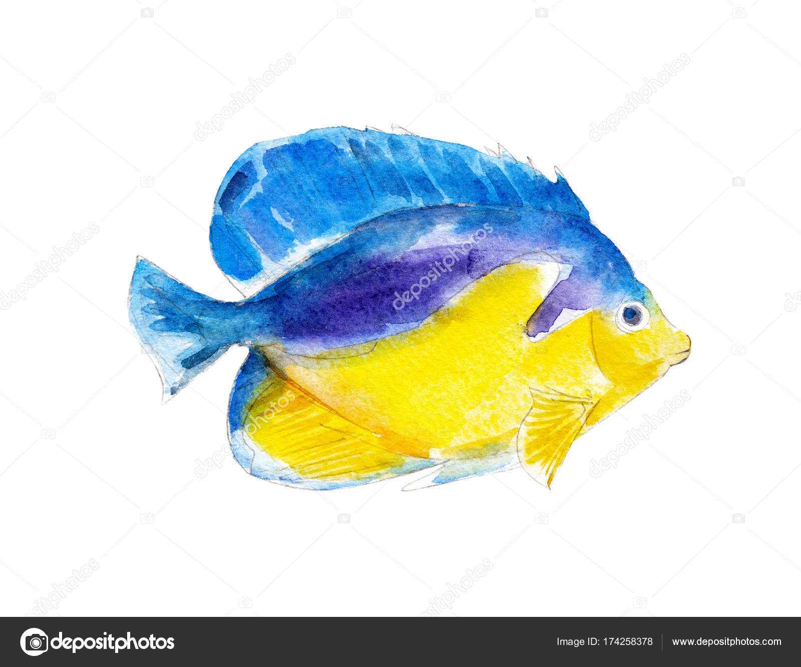 すべての動物の画像 ユニークエンゼルフィッシュ イラスト すべての動物の画像 ユニークエンゼルフィッシュ イラスト