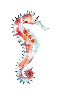 Denizatı, suluboya illüstrasyon izole beyaz arka plan üzerinde.