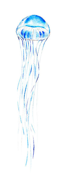 Медузы, акварель на белом фоне
.