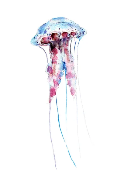 The jellyfish, watercolor illustration isolated on white background. — Stock Photo, Image
