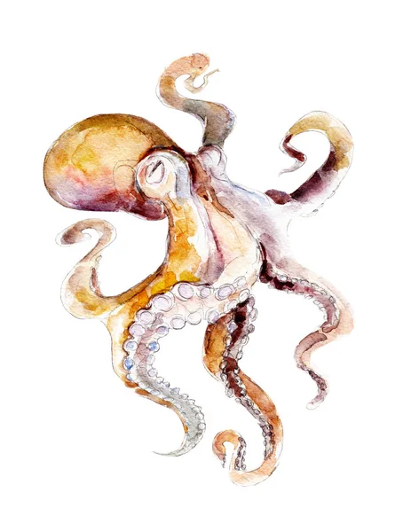 De rode octopus, aquarel illustratie geïsoleerd op witte achtergrond. — Stockfoto