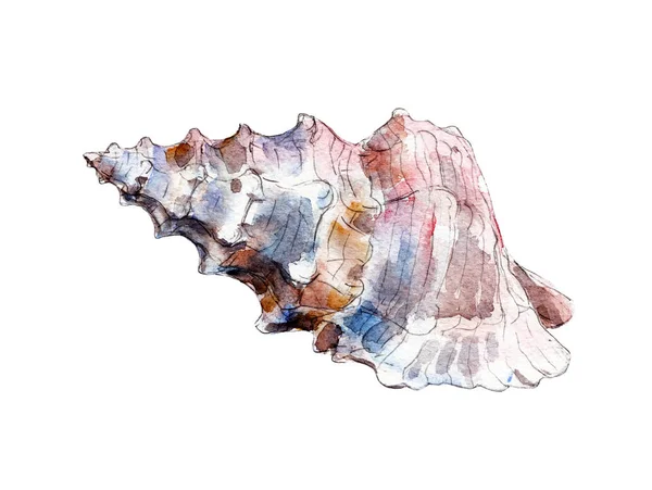 Seashell, akvarell illustration isolerade på vit bakgrund. — Stockfoto