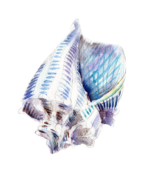 The seashell, watercolor illustration isolated on white background.