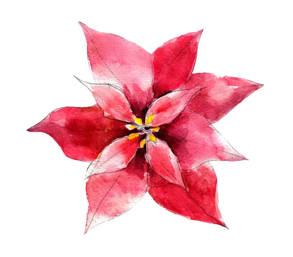 Handgetekende vintage Poinsettia flower, aquarel illustratie geïsoleerd op witte achtergrond. — Stockfoto