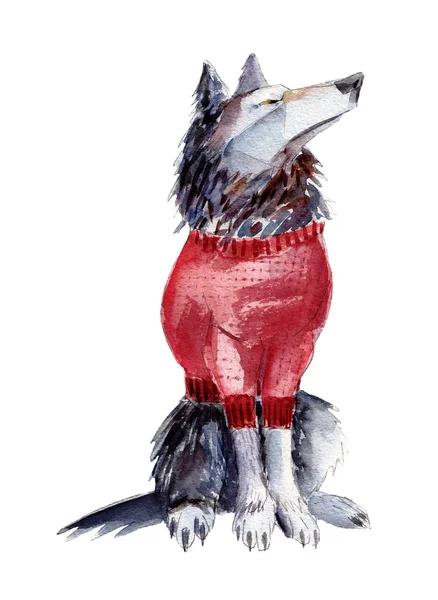 Wilk w czerwonym swetrze akwarela ilustracja, ręcznie rysowane vintage na białym tle obiekt na białym tle. — Zdjęcie stockowe