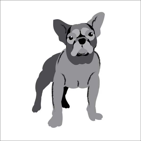 Bouledogue décoratif isolé sur fond blanc, illustration vectorielle chien . — Image vectorielle