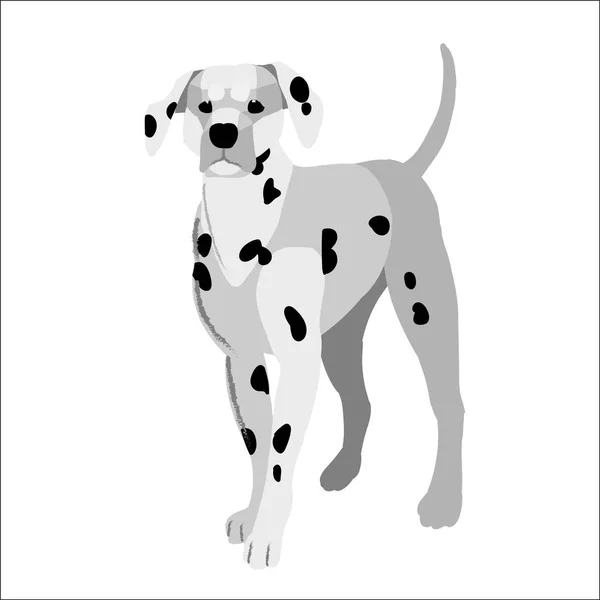 Далматин изолирован на белом фоне, векторная иллюстрационная собака . — стоковый вектор