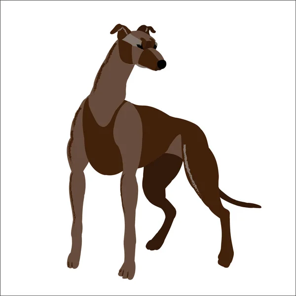 Chien gris rouge isolé sur fond blanc, chien vecteur d'illustration . — Image vectorielle