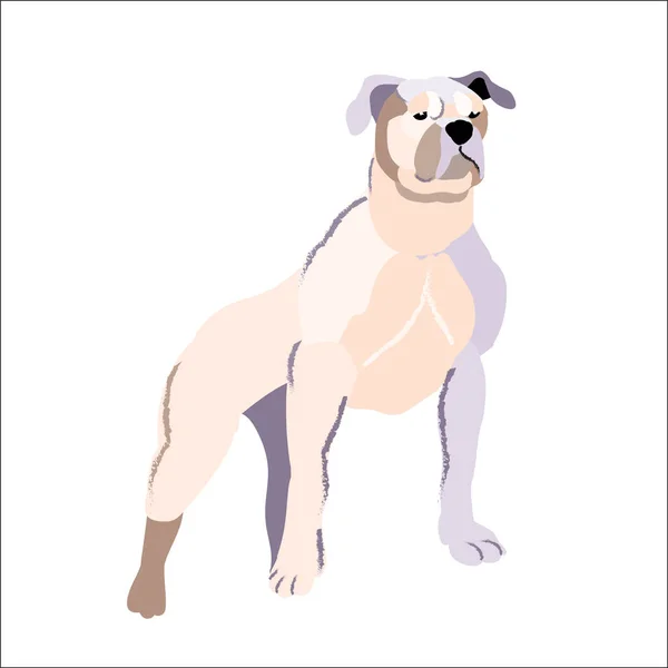 Branco pit bull isolado no fundo branco, cão de ilustração vetorial . —  Vetores de Stock