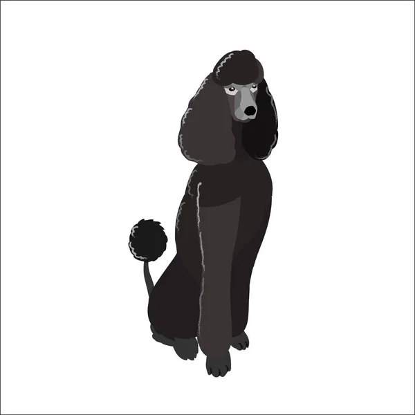 Le caniche isolé sur fond blanc, chien vecteur d'illustration . — Image vectorielle