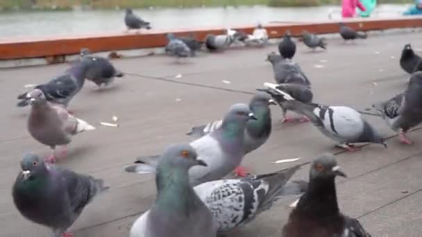 Grijze Stadsduiven Krijgen Brood Eten Park — Stockvideo