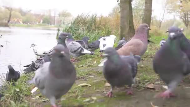 灰色城市的鸽子在公园里吃面包 — 图库视频影像