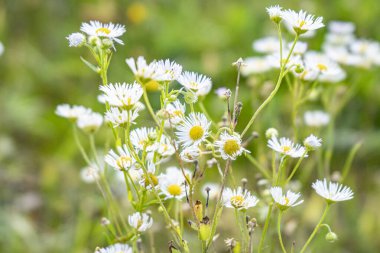 Yeşil çimenlikteki küçük beyaz papatyalar