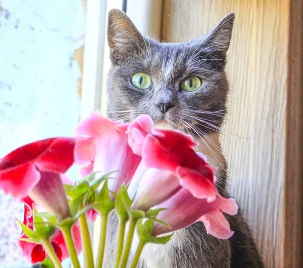 Grijze kat zit op de vensterbank bij rode bloemen Stockfoto