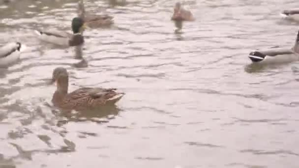Divoké barevné kachny plavat v městském rybníku v parku — Stock video
