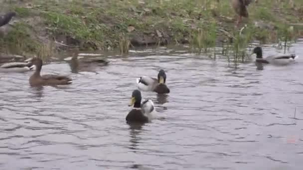 野生五彩斑斓的鸭子在公园的城市池塘里游泳 — 图库视频影像