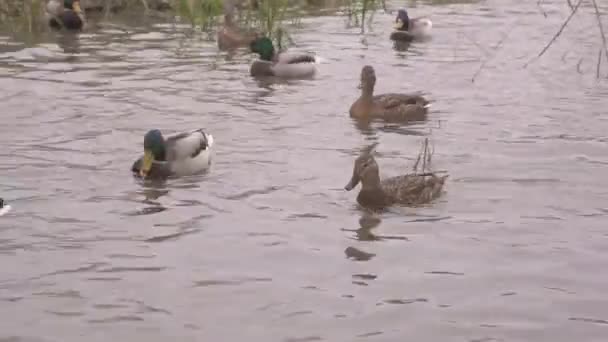 Wilde bunte Enten schwimmen im Stadtweiher im Park 1 — Stockvideo