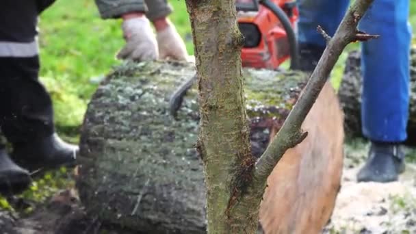 Hommes en costume bleu sciant du bois avec une tronçonneuse — Video