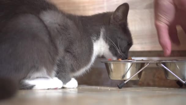 Grey cat eats food from a metal bowl 1 — Stok video