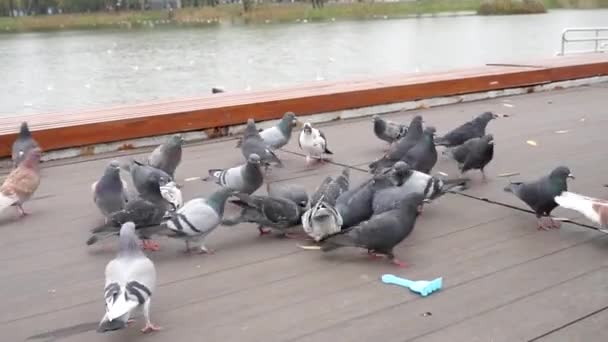 Duiven lopen langs de promenade — Stockvideo