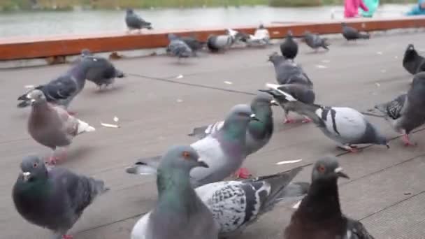 Palomas caminan por el paseo marítimo — Vídeos de Stock