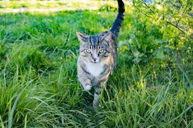 Çimlerin üzerinde oturan bir kedi.
