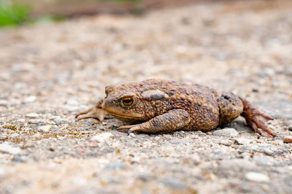 Коричнева мелена жаба сидить на землі — стокове фото