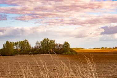 Güzel yeşil tarla mavi gökyüzüne karşı