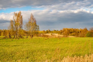 Güzel yeşil tarla mavi gökyüzüne karşı