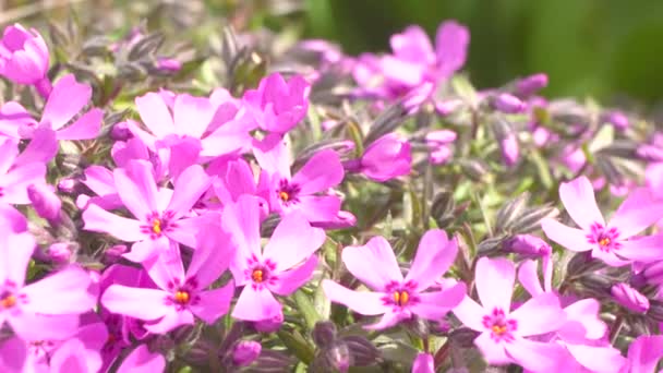 Flores rosadas se cierran balanceándose en el viento — Vídeo de stock