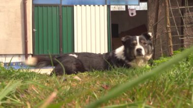 Beyaz benekli siyah bir köpek çimlerin üzerinde yatıyor.