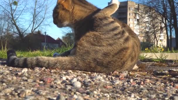 Un gato gris se sienta en el suelo y lava sus patas con su lengua — Vídeos de Stock